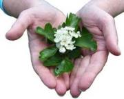 Убираем растяжки на животе домашними методами