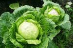 Простая белокочанная капуста