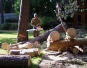Андрей Джатдоев: Аварийных деревьев в Ставрополе быть не должно