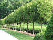 В краевом центре появится новая аллея