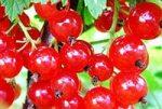 Поначалу красная смородина использовалась только для врачевания