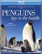 Пингвины скрытой камерой / Penguins: Spy in the Huddle (2013) [1/3] 720p BDRip