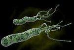 Не во всем виновата пресловутая Helicobacter pylori