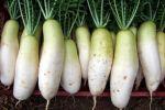 Дайкон - помощник при всех недугах