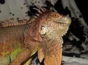 Найденная на улице Пятигорска игуана обрела дом