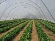 Голландия отказалась сотрудничать со Ставропольем в сельском хозяйстве