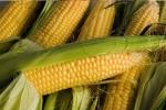 Кукуруза вкусна и полезна