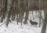 В Ставропольском крае увеличилось количество оленей