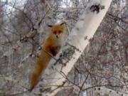 Охотник сделал уникальное фото