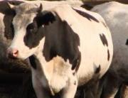 На Ставрополье прибыли племенные животные из Канады