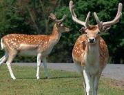 Специалисты посчитали пятнистых оленей на горе Стрижамент