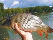 На Ставрополье в 2014 году было произведено свыше 9 тысяч тонн товарной рыбы