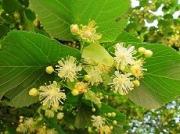 Жители Ставрополя выбрали липу