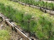 На Ставрополье будет восстановлена Памятная аллея сосновой рощи