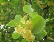 Липы и розы стали новым украшением центральной улицы Ставрополя