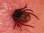 На Ставрополье начался сезон активности опасных клещей