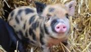 В Ставропольском зоопарке родились мини-пиги