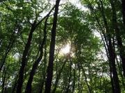 На Ставрополье сотрудники полиции спасли заблудившегося в лесу молодого человека