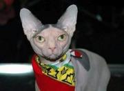 Ставропольские приставы арестовали донского сфинкса