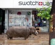 Зоопарк парка Победы готов помочь Тбилисскому зоопарку