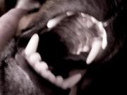 На Ставрополье 2-летнего мальчика едва не загрызла насмерть собака