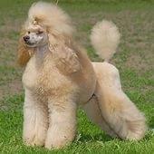 У жительницы Ставрополя украли пуделя за 15 тысяч рублей