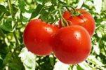 Кому полезны томаты