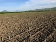 На территории Ставрополья создается уникальный селекционный центр