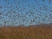 Ставрополье атаковали стаи саранчи