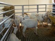 На Ставрополье выбрали лучшие проекты по животноводству