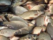 На Ставрополье сотрудники полиции задержали подозреваемых в незаконном вылове рыбы