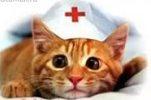 Вам поможет кошкотерапия