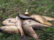 Жителя Ставрополья задержали за незаконную рыбную ловлю