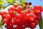 Калина красная- красивая и лечебная .