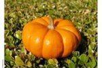 Красавица тыква