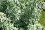 Полынь: лечебные свойства