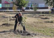 В честь 190-летия в Невинномысске высадили кленовую аллею