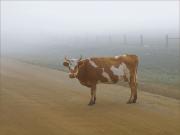 На Ставрополье иномарка столкнулась с коровой: два человека пострадали