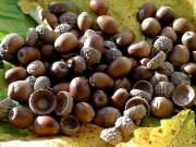 В Ставрополе активисты соберут миллион желудей