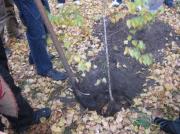 Тысячи молодых деревьев украсили микрорайоны Ставрополя