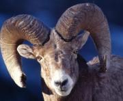 На Ставрополье баран насмерть забодал пенсионера