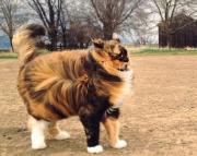 Экстренное предупреждение: порывы ветра на Ставрополье усилятся до 30 метров в секунду