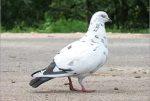 Голуби ставят диагноз
