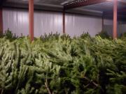 Житель Пятигорска украл с торговой площадки сотню сосен