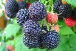 Ягода малина черного цвета