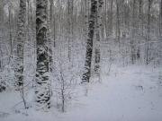 В лесу Ставрополя нашли мёртвую женщину