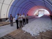 Ставрополье может стать центром хлопководства России