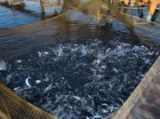 В Ставропольском крае определили границы рыбоводных участков