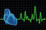Сердце можно выращивать из стволовых клеток
