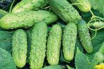 Кладовая здоровья. Любителям огурцов